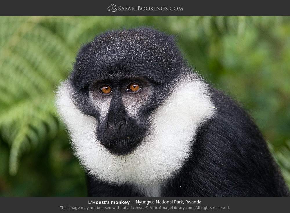 L'Hoest's monkey in Nyungwe National Park, Rwanda