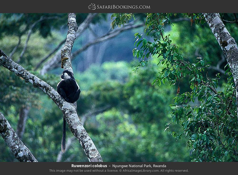 Ruwenzori colobus in Nyungwe National Park, Rwanda