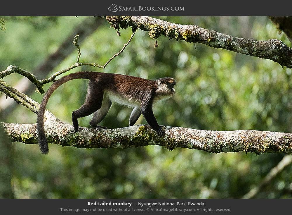 Red-tailed monkey in Nyungwe National Park, Rwanda