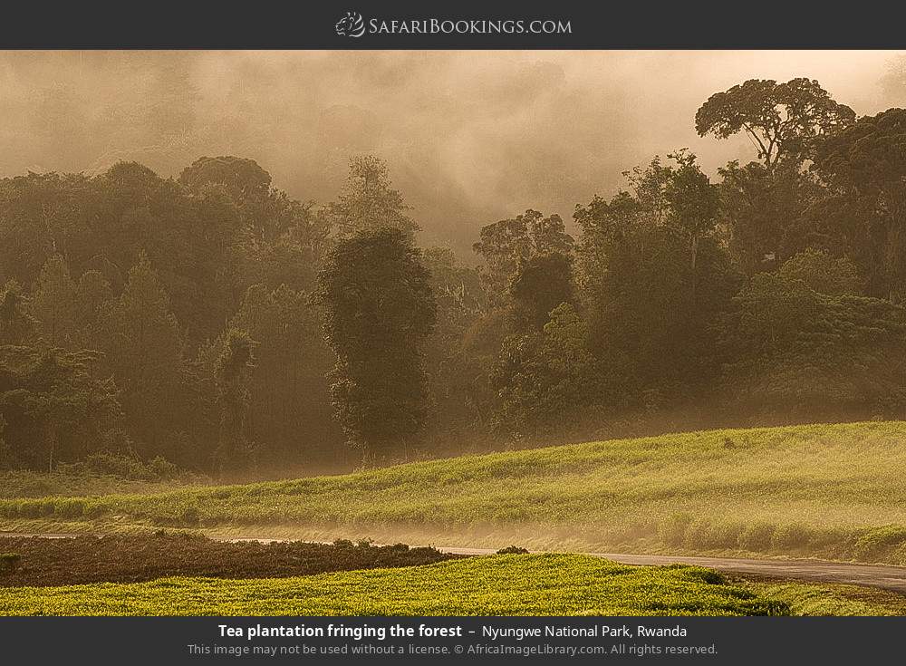 Tea plantation fringing the forest in Nyungwe National Park, Rwanda