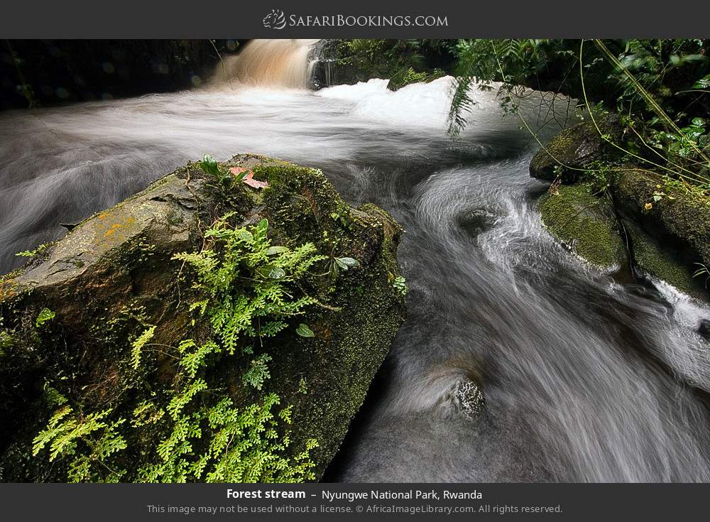 Forest stream in Nyungwe National Park, Rwanda