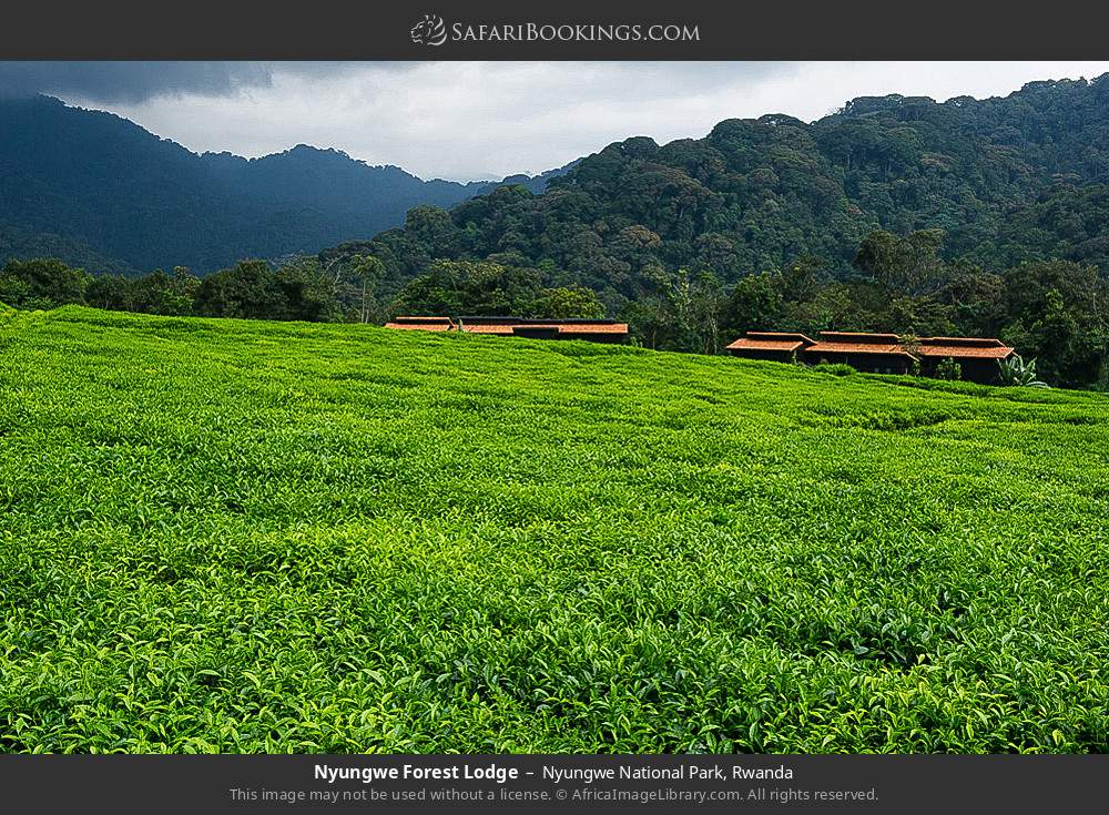 Nyungwe Forest Lodge in Nyungwe National Park, Rwanda