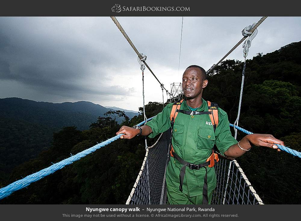 Nyungwe canopy walk in Nyungwe National Park, Rwanda