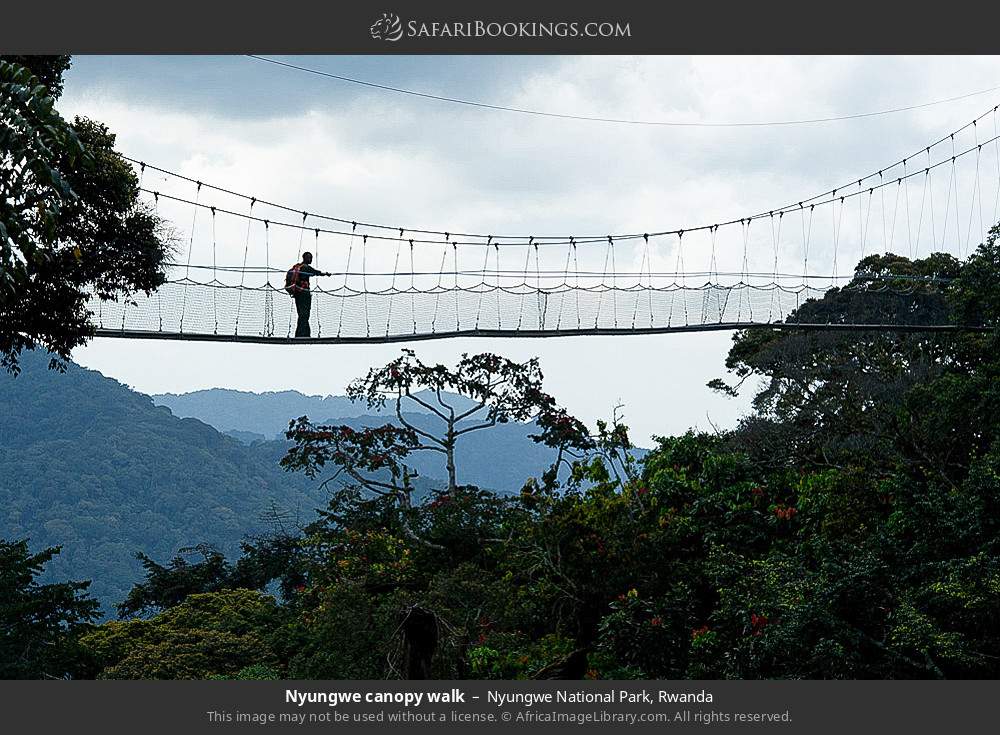 Nyungwe canopy walk in Nyungwe National Park, Rwanda