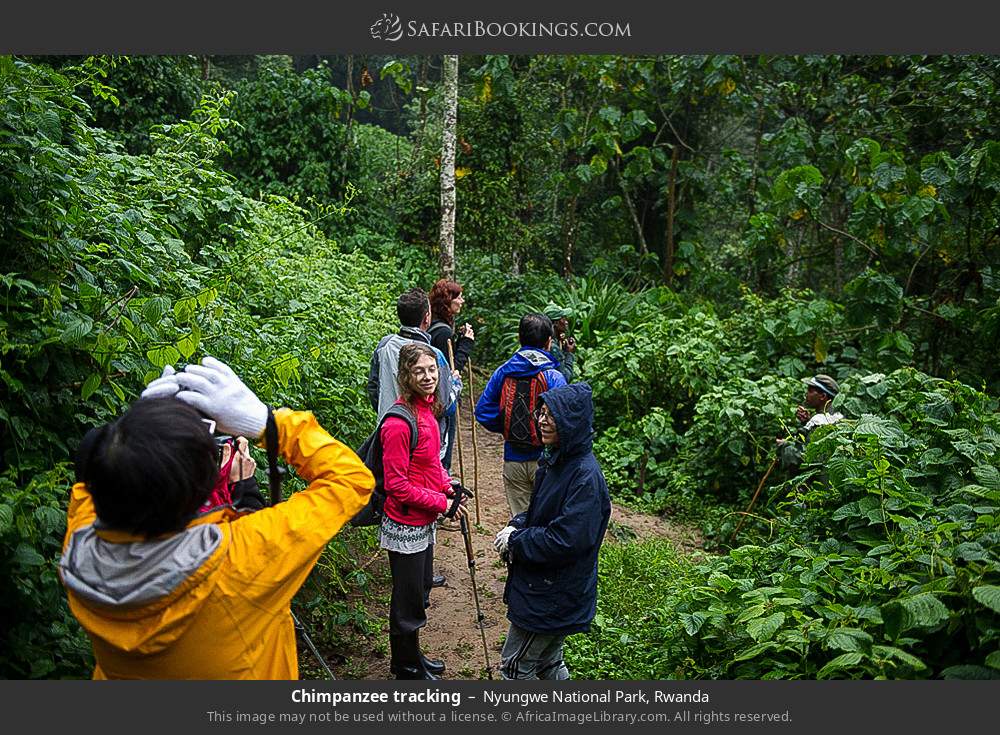 Chimpanzee tracking in Nyungwe National Park, Rwanda