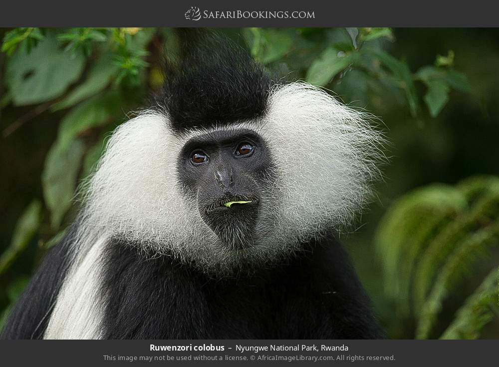 Ruwenzori colobus in Nyungwe National Park, Rwanda
