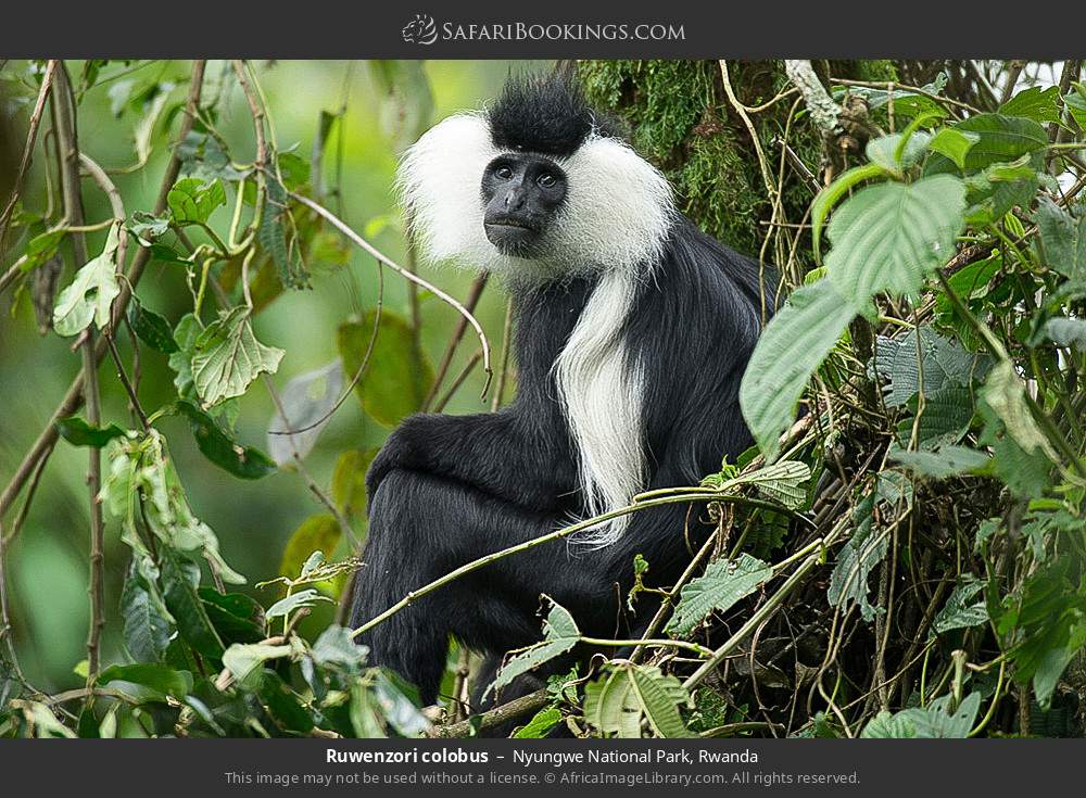Ruwenzori colobus in Nyungwe National Park, Rwanda