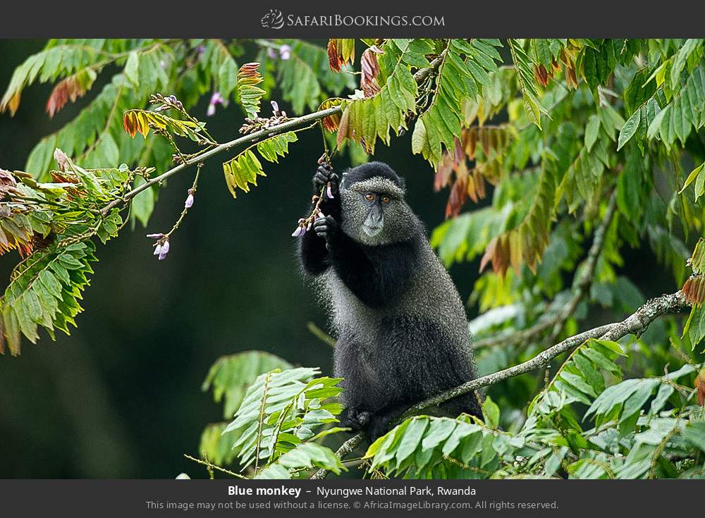 Blue monkey in Nyungwe National Park, Rwanda