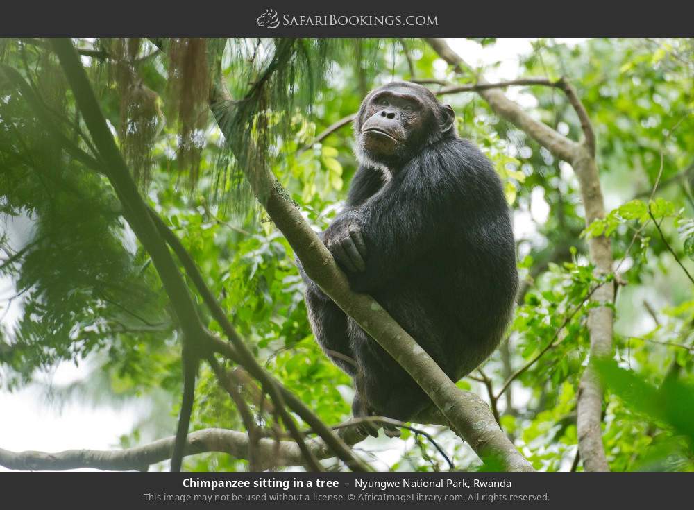 Chimpanzee sitting in a tree in Nyungwe National Park, Rwanda