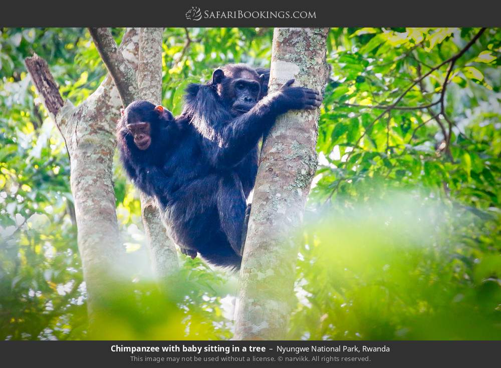 Chimpanzee with baby sitting in a tree in Nyungwe National Park, Rwanda