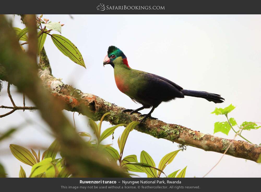 Ruwenzori turaco in Nyungwe National Park, Rwanda