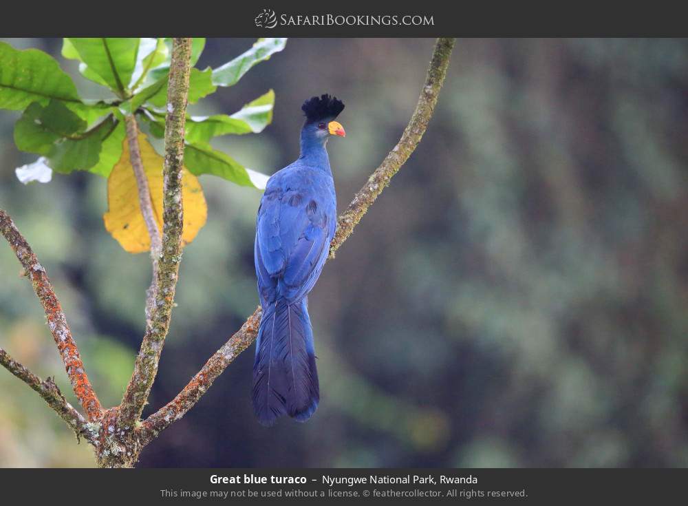 Great blue turaco in Nyungwe National Park, Rwanda