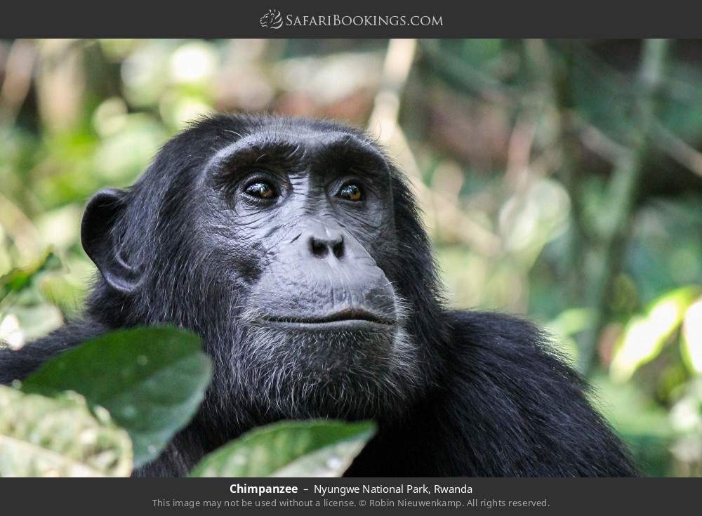 Chimpanzee in Nyungwe National Park, Rwanda