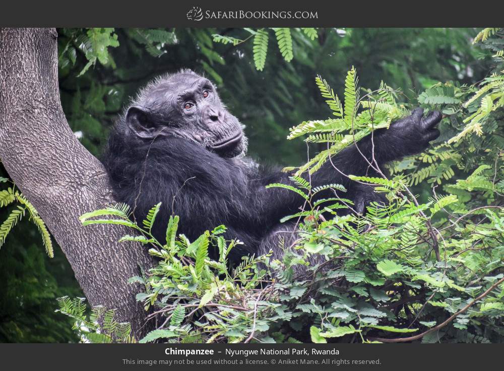 Chimpanzee in Nyungwe National Park, Rwanda