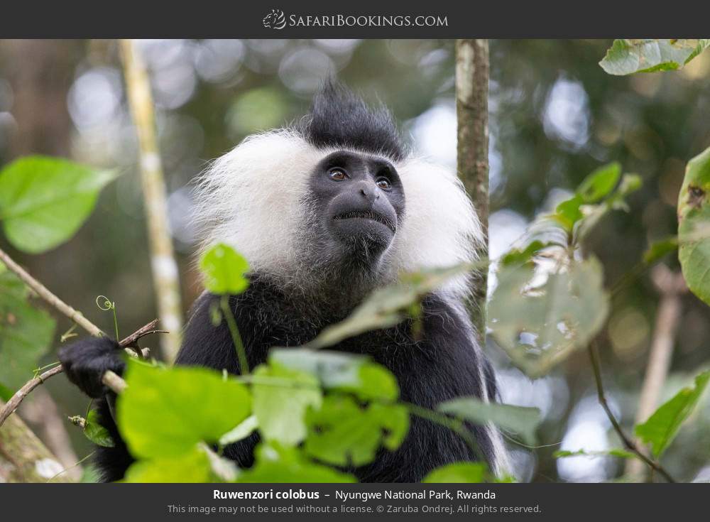 Ruwenzori colobus in Nyungwe National Park, Rwanda