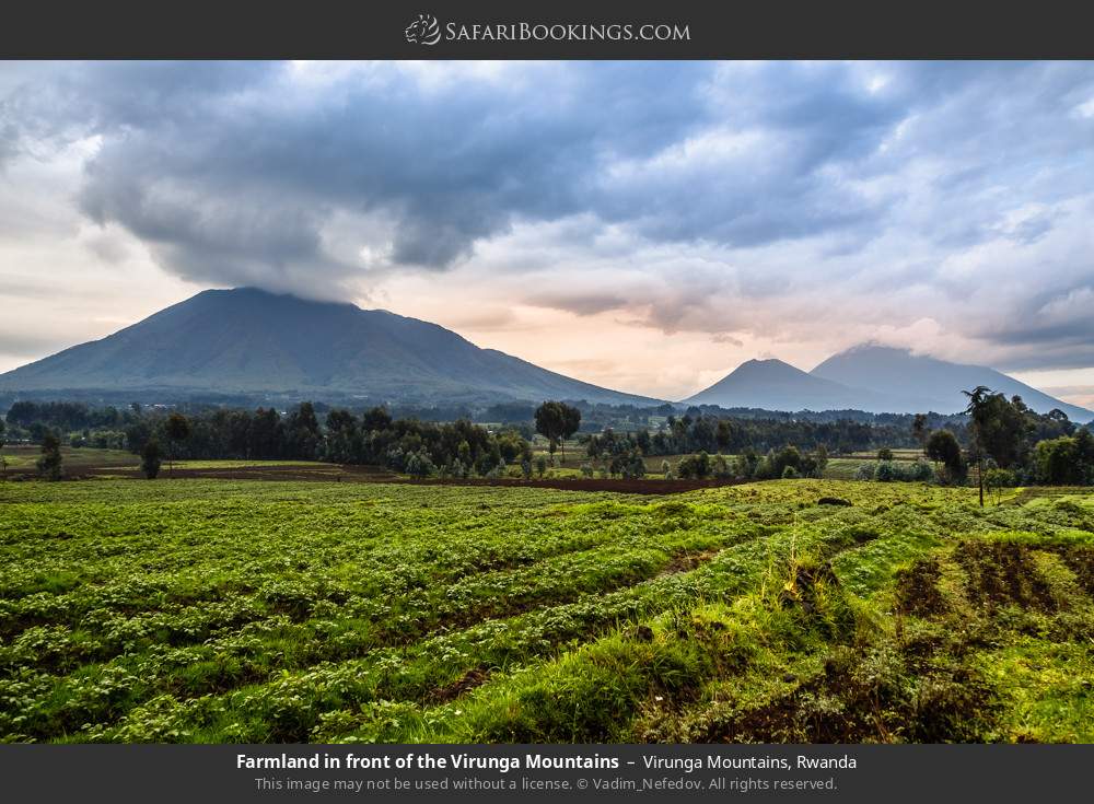 Farmland in front of the Virunga Mountains in Virunga Mountains, Rwanda