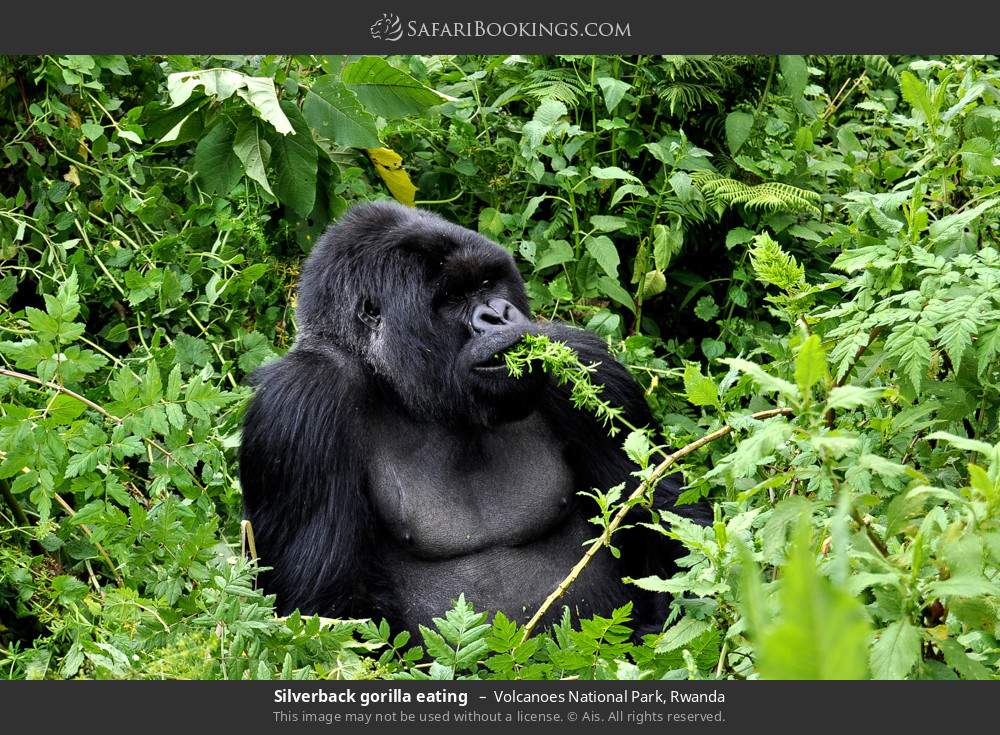 Silverback gorilla eating  in Volcanoes National Park, Rwanda