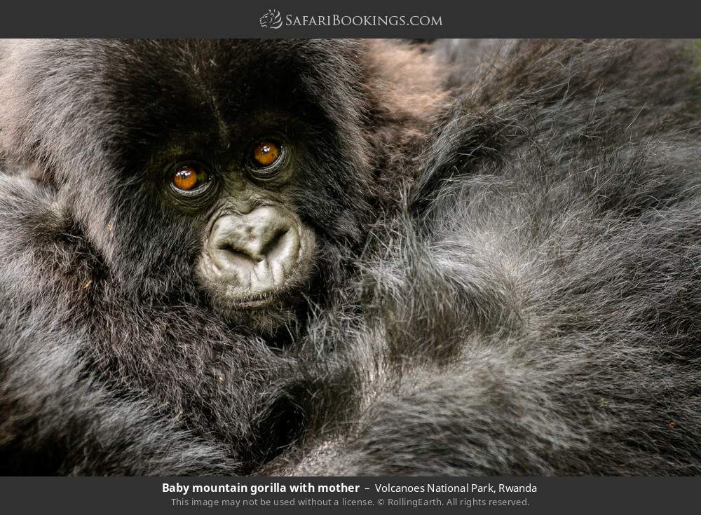 Baby mountain gorilla with mother in Volcanoes National Park, Rwanda