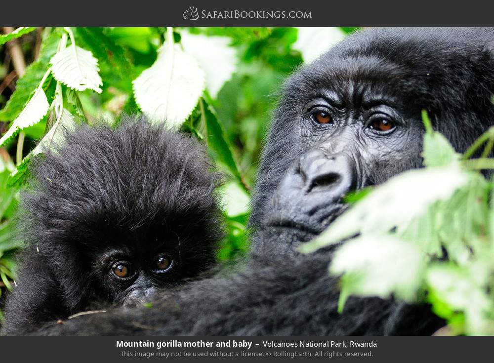 Mountain gorilla mother and baby in Volcanoes National Park, Rwanda