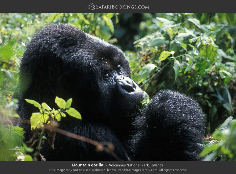 Mountain gorilla in Volcanoes National Park, Rwanda