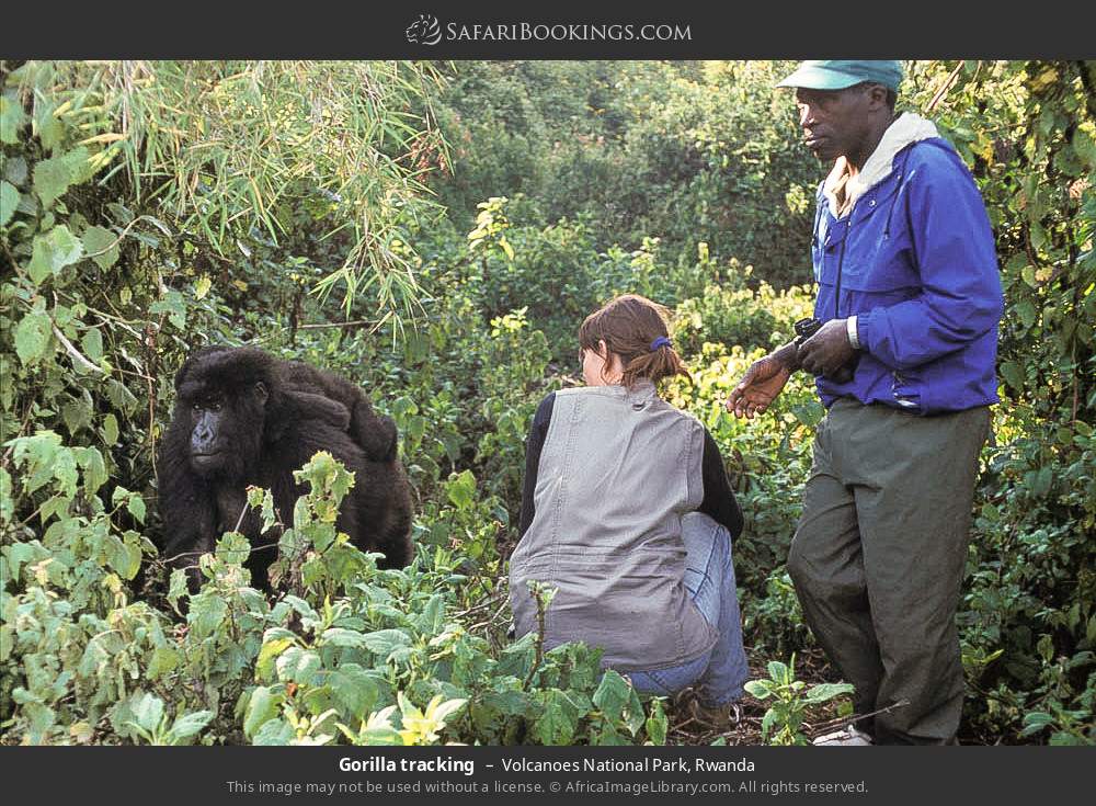 Gorilla tracking in Volcanoes National Park, Rwanda