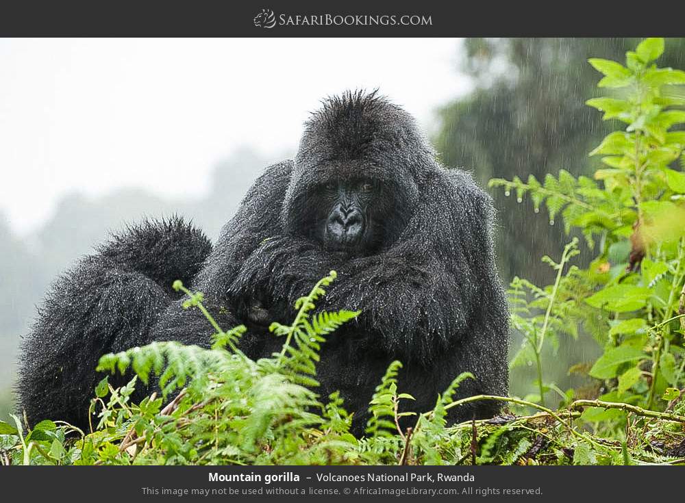 Mountain gorilla in Volcanoes National Park, Rwanda