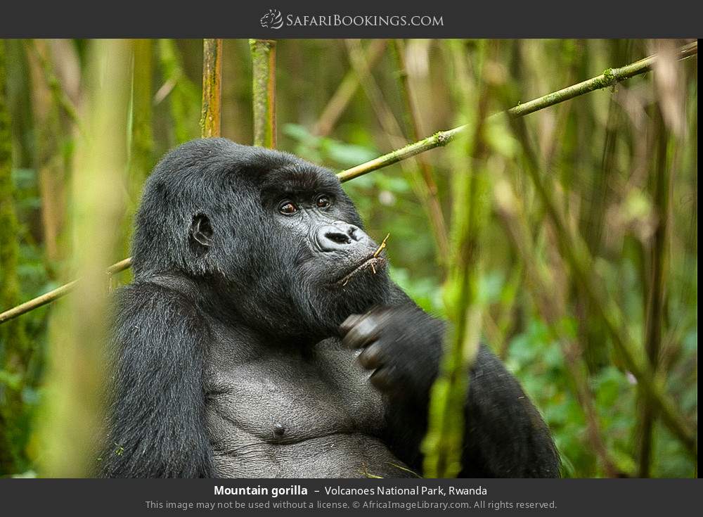 Mountain gorilla in Volcanoes National Park, Rwanda