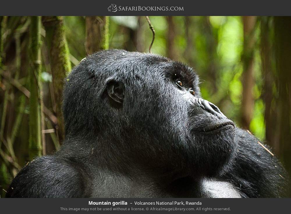 Mountain gorilla in Volcanoes National Park, Rwanda