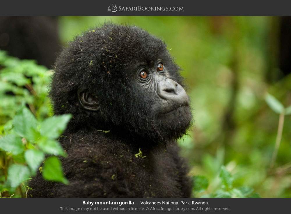 Baby mountain gorilla in Volcanoes National Park, Rwanda