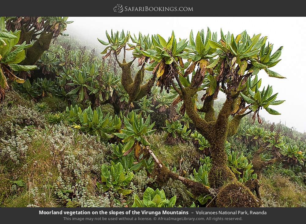 Moorland vegetation on the slopes of the Virunga Mountains in Volcanoes National Park, Rwanda
