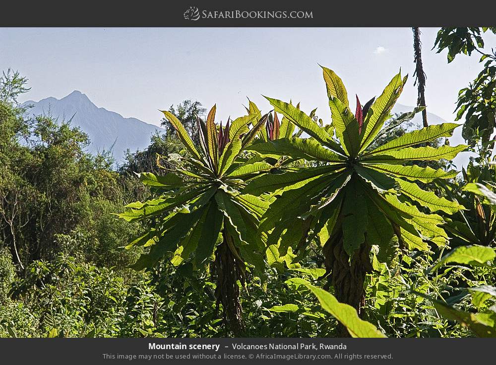 Mountain scenery in Volcanoes National Park, Rwanda