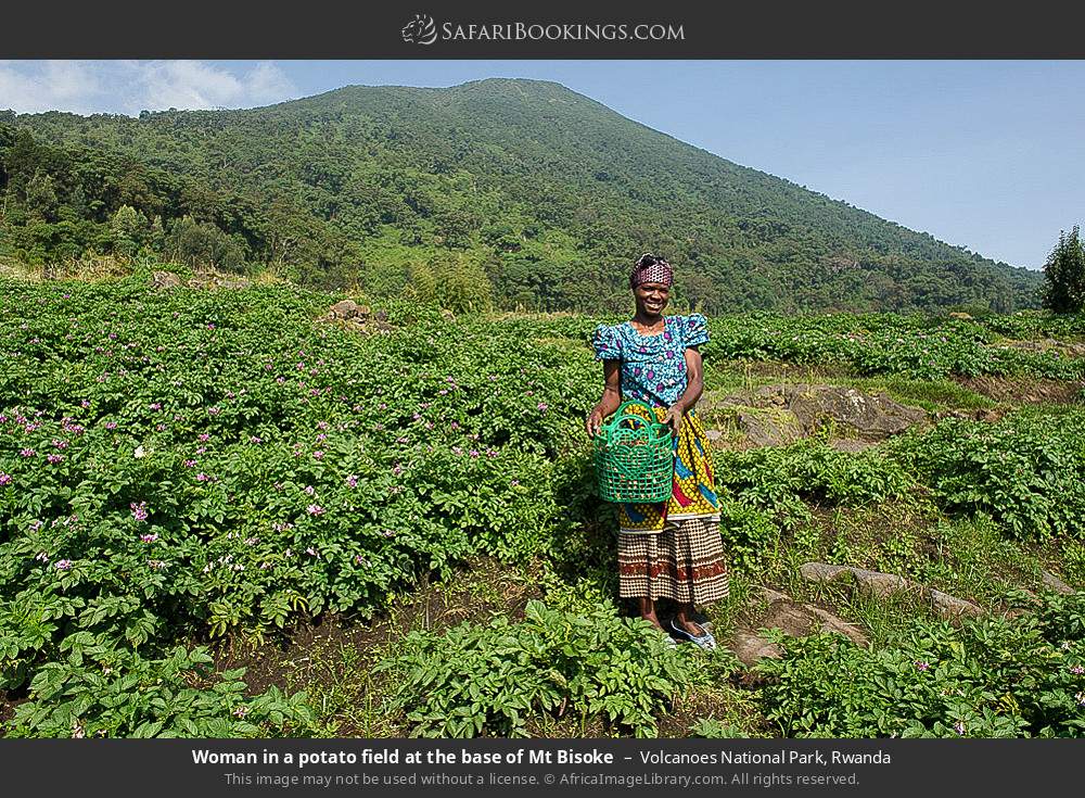 Woman in a potato field at the base of Mt Bisoke in Volcanoes National Park, Rwanda