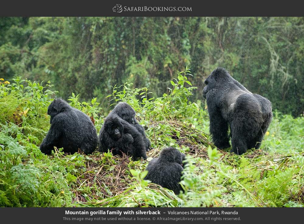 Mountain gorilla family with silverback in Volcanoes National Park, Rwanda