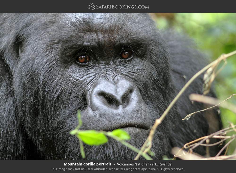 Mountain gorilla portrait in Volcanoes National Park, Rwanda