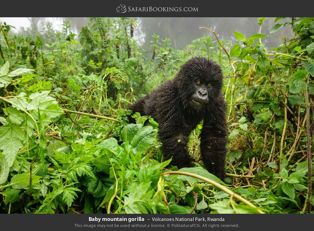 Baby mountain gorilla in Volcanoes National Park, Rwanda