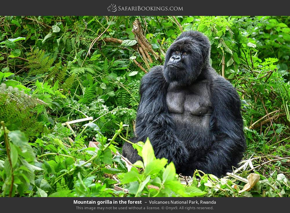 Mountain gorilla in the forest in Volcanoes National Park, Rwanda