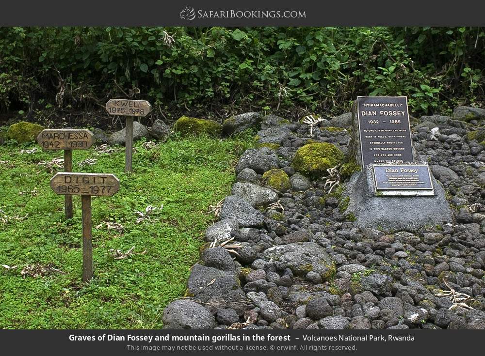 Graves of Dian Fossey and mountain gorillas in the forest in Volcanoes National Park, Rwanda