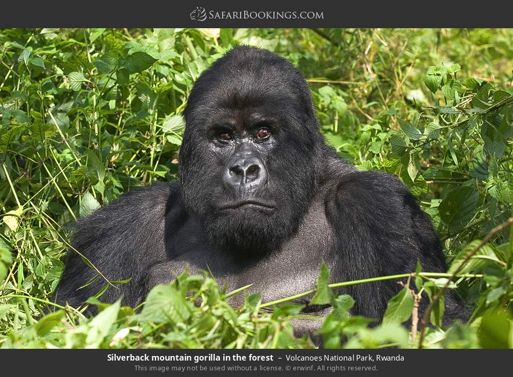 Silverback mountain gorilla in the forest in Volcanoes National Park, Rwanda