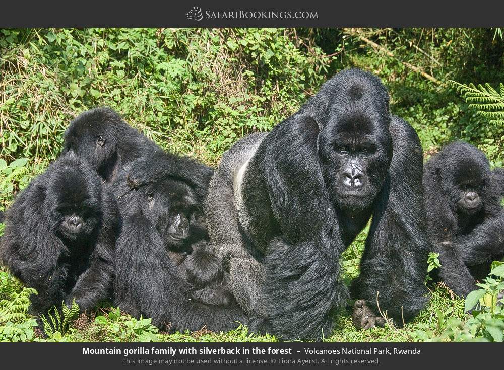 Mountain gorilla family with silverback in the forest in Volcanoes National Park, Rwanda