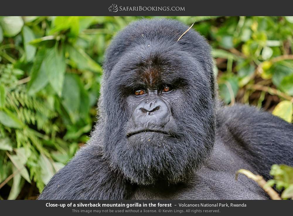 Close-up of a silverback mountain gorilla in the forest in Volcanoes National Park, Rwanda