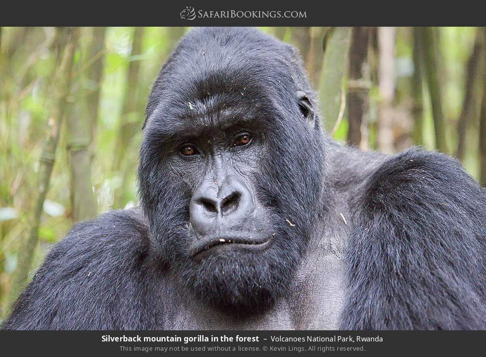 6-Day Ultimate Apes and Wildlife Rwanda & Uganda Safari