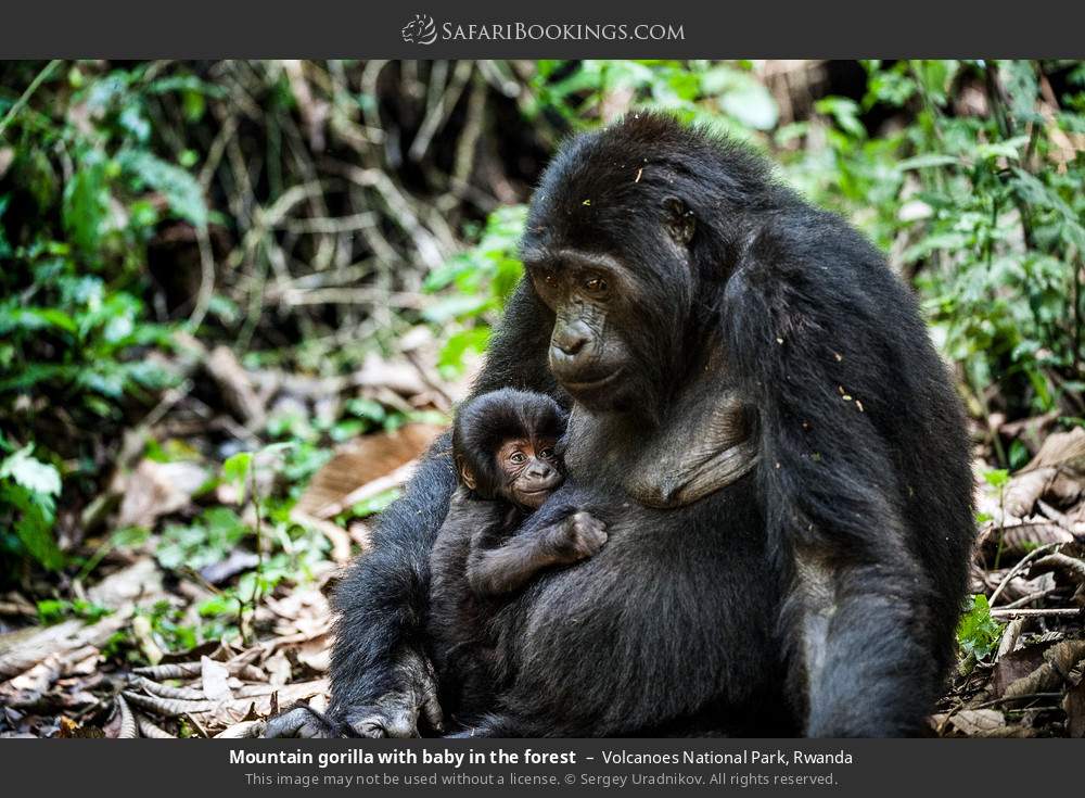 Mountain gorilla with baby in the forest in Volcanoes National Park, Rwanda