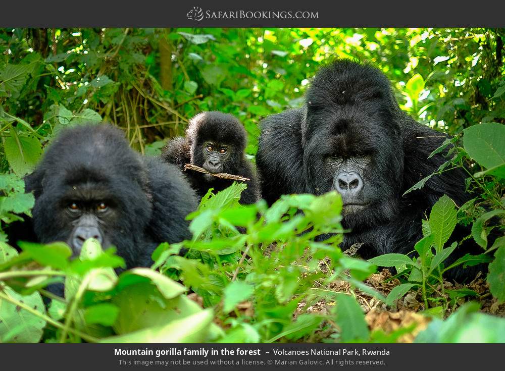 Mountain gorilla family in the forest in Volcanoes National Park, Rwanda