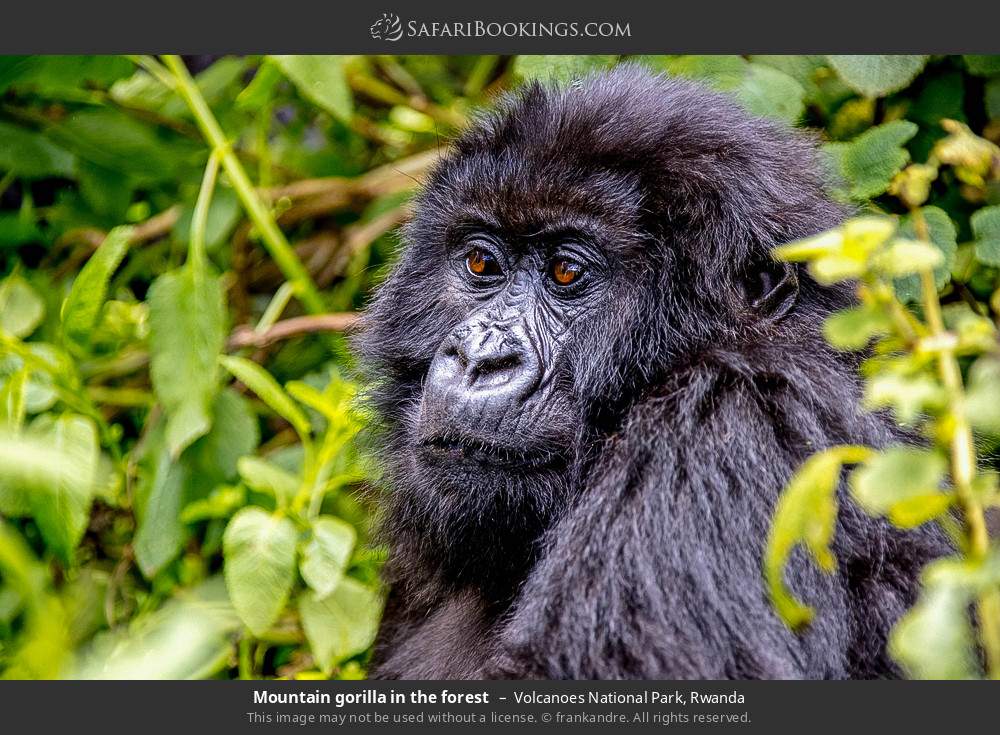 Mountain gorilla in the forest in Volcanoes National Park, Rwanda