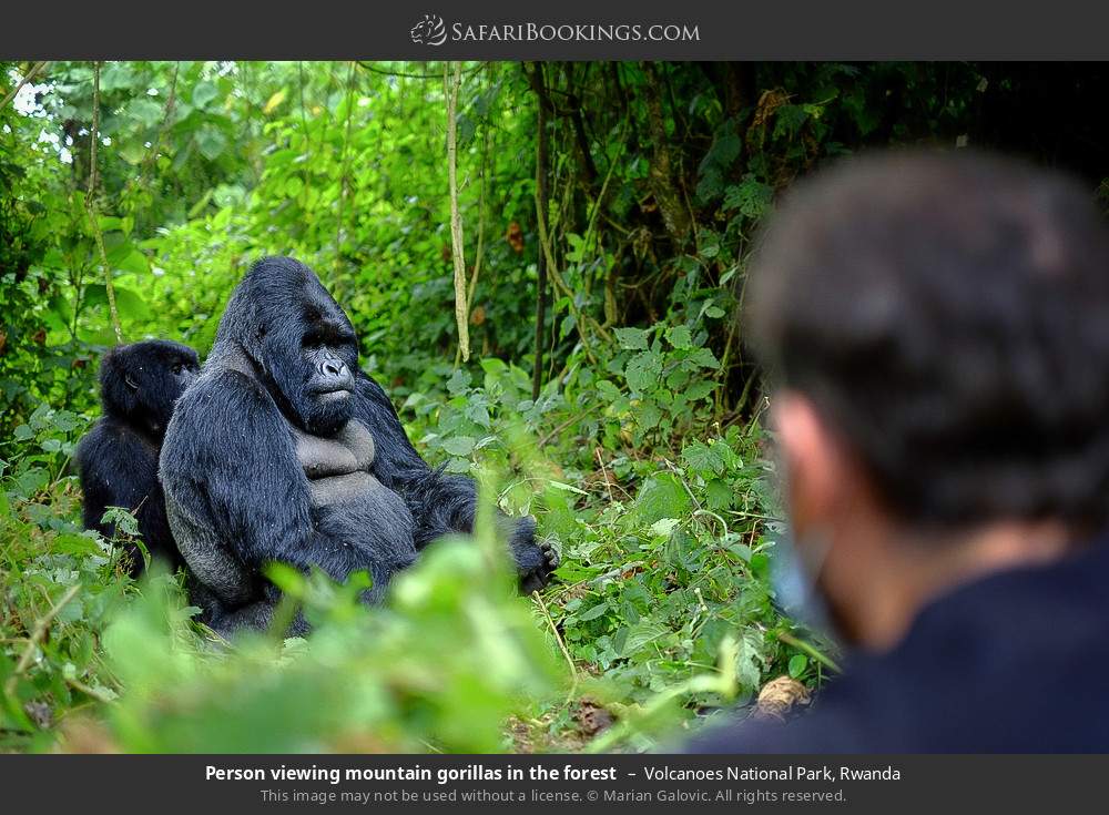 Person viewing mountain gorillas in the forest in Volcanoes National Park, Rwanda