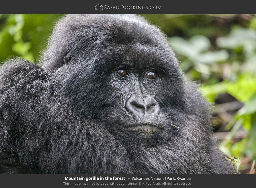 Mountain gorilla in the forest in Volcanoes National Park, Rwanda