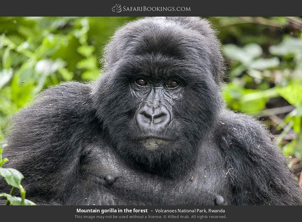 Mountain gorilla in the forest in Volcanoes National Park, Rwanda