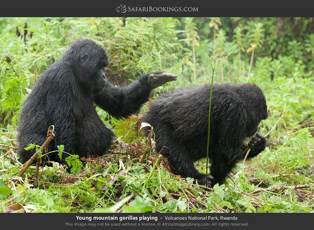 Young mountain gorillas playing in Volcanoes National Park, Rwanda