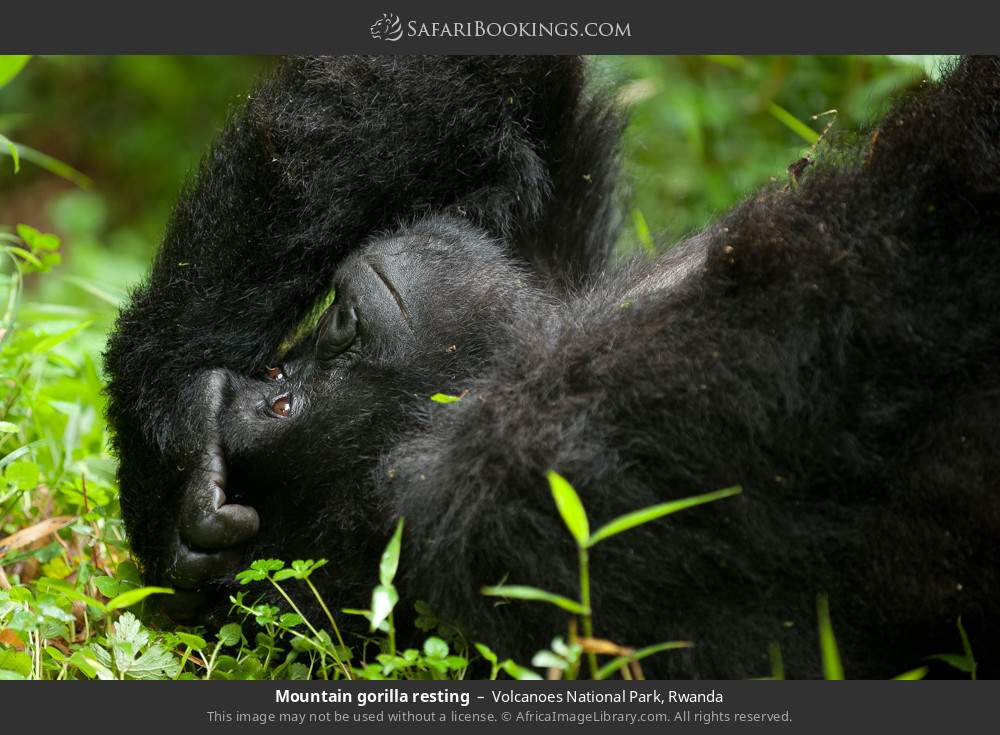 Mountain gorilla resting in Volcanoes National Park, Rwanda