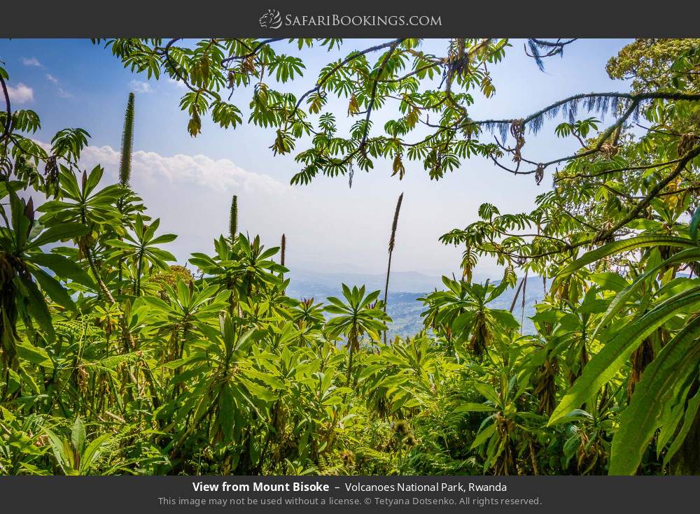 View from Mount Bisoke in Volcanoes National Park, Rwanda